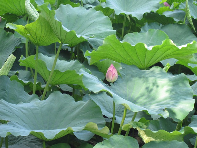 上野恩賜公園の蓮の花